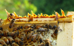 Propolis kit pszczeli 50g